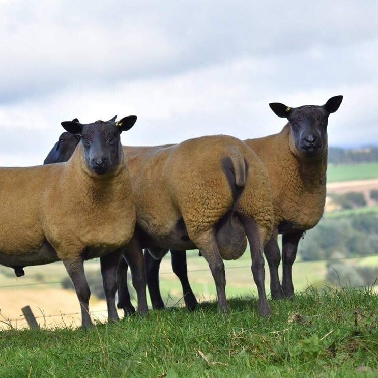 Bleu Du Maine Sheep Society - Stash Shop